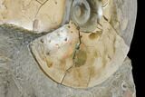 Fossil Ammonites (Sphenodiscus) - South Dakota #144027-4